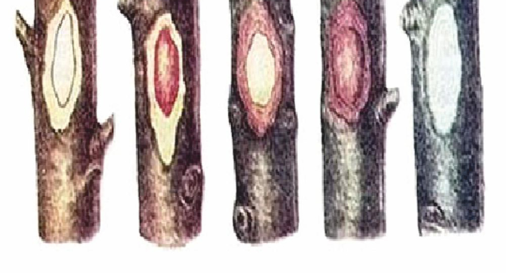 Восстанавливаем подмерзшие плодовые деревья: пошаговый план реанимации после суровой зимы