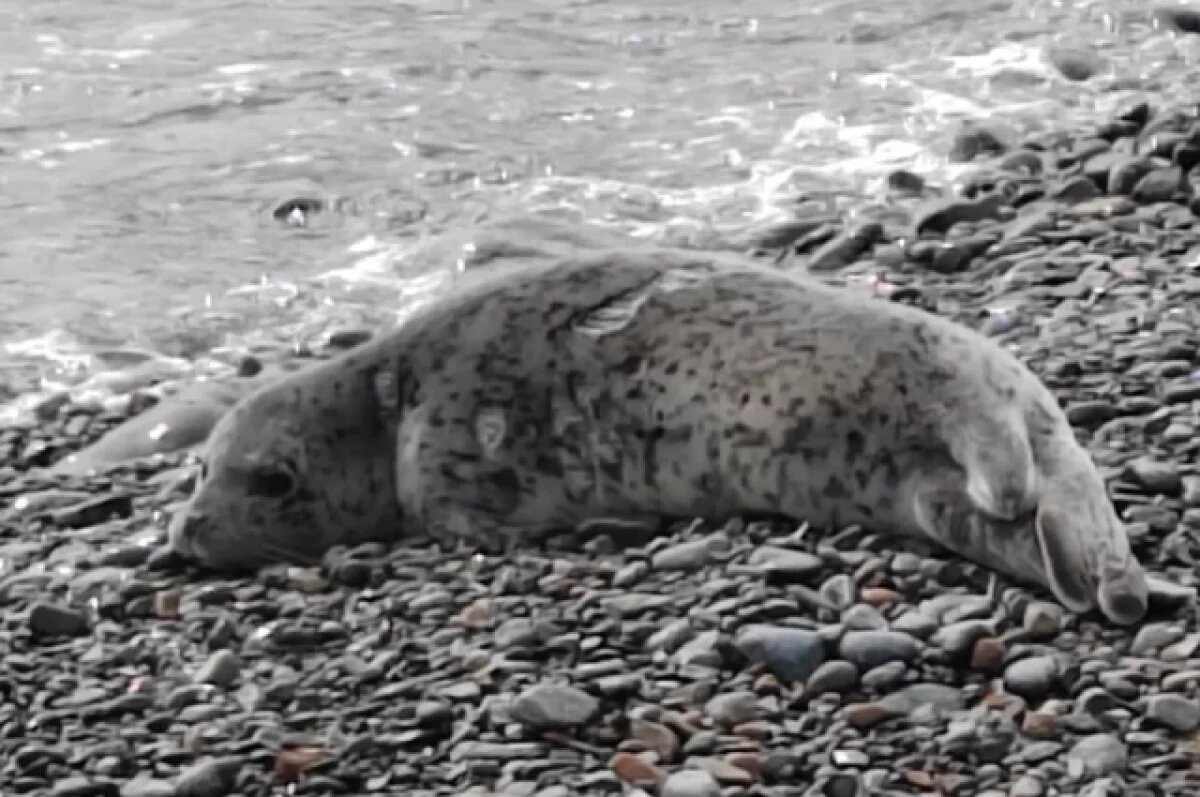    Нефтяная плёнка на льду в Приморье ставит под угрозу детёнышей тюленей