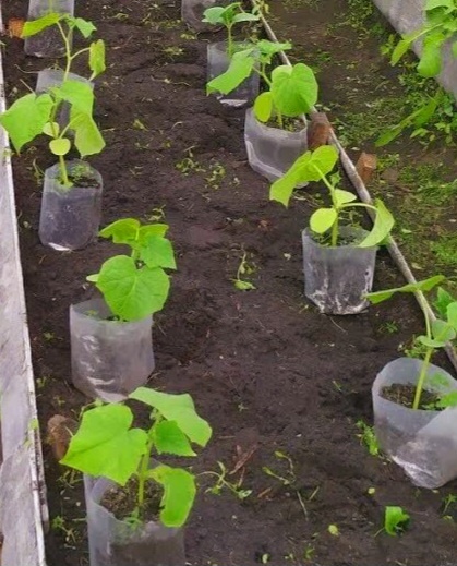 Посадка огурцов для открытого грунта