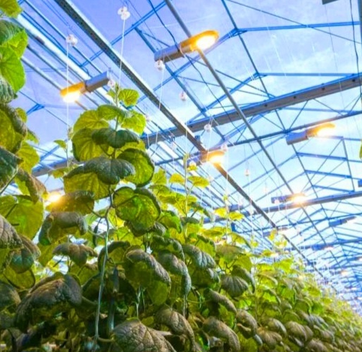 Режим освещения для огурцов