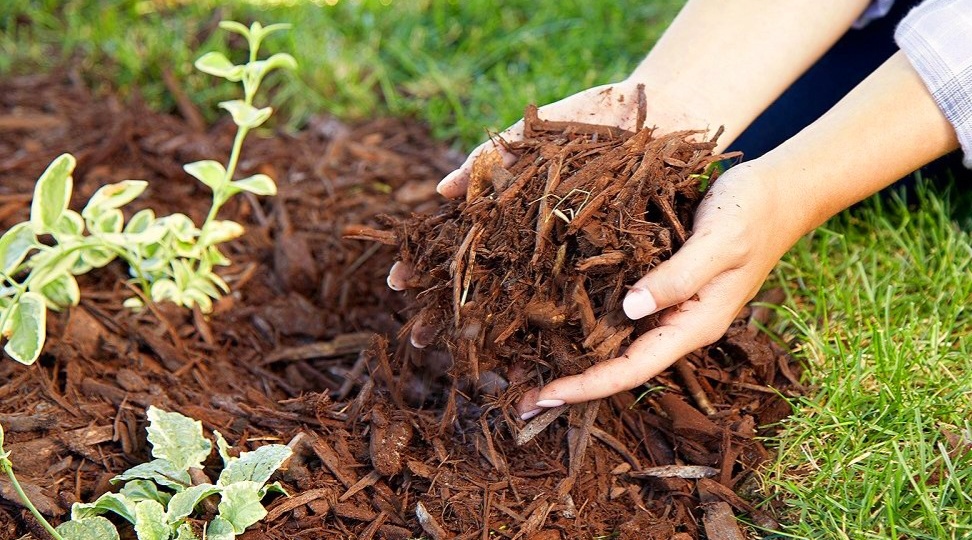 Мульчирование почвы удобрением