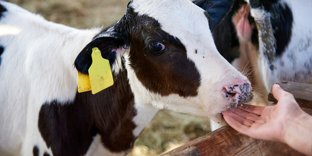 Более 500 голов скота закупят для пострадавших новосибирских хозяйств