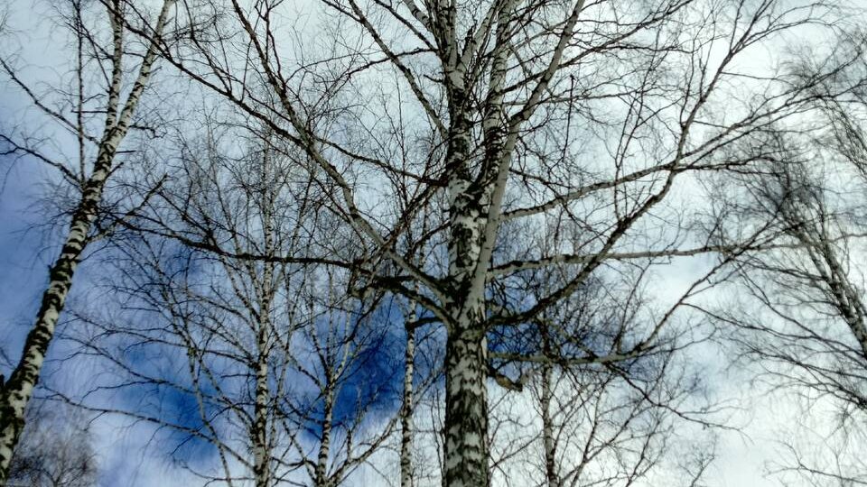 Тишина апрельского леса