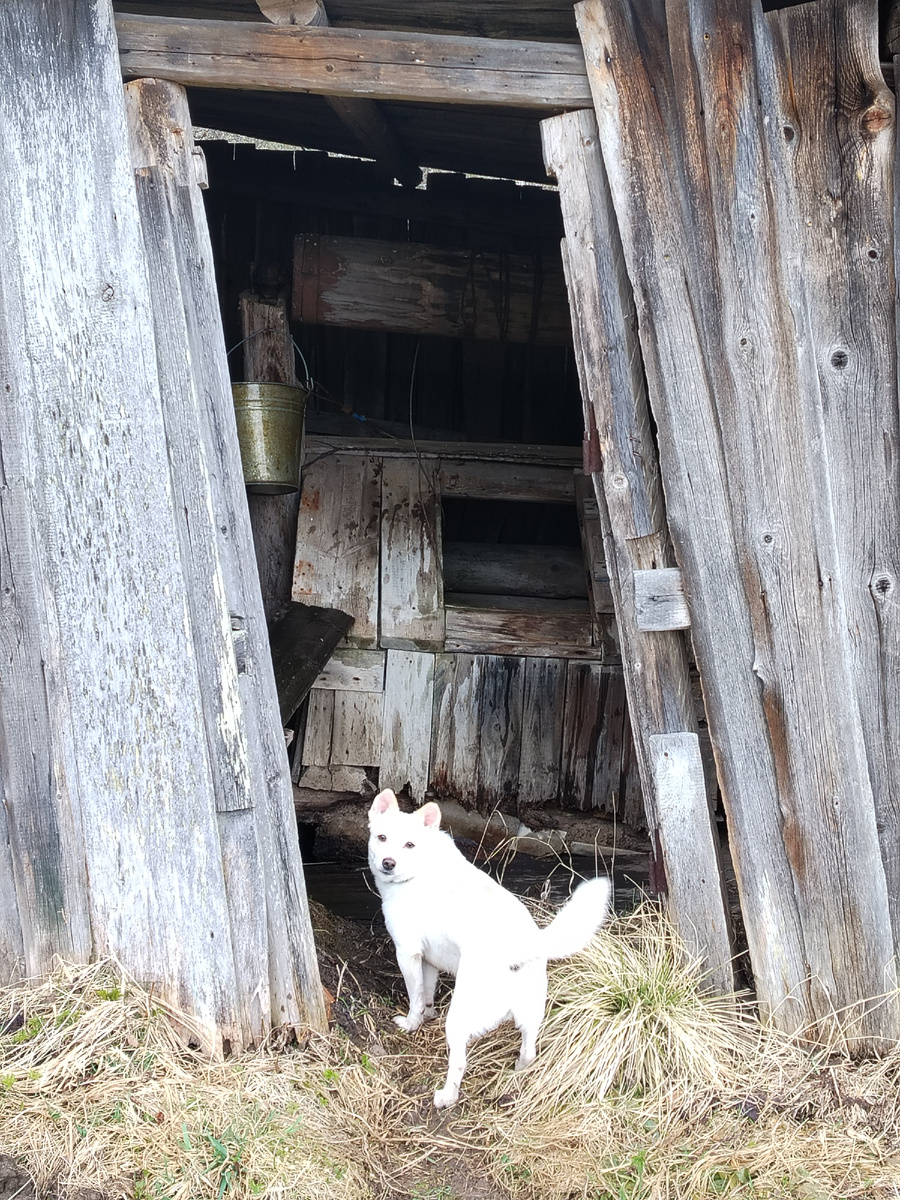 Куда без Бениного контроля! Фото автора.