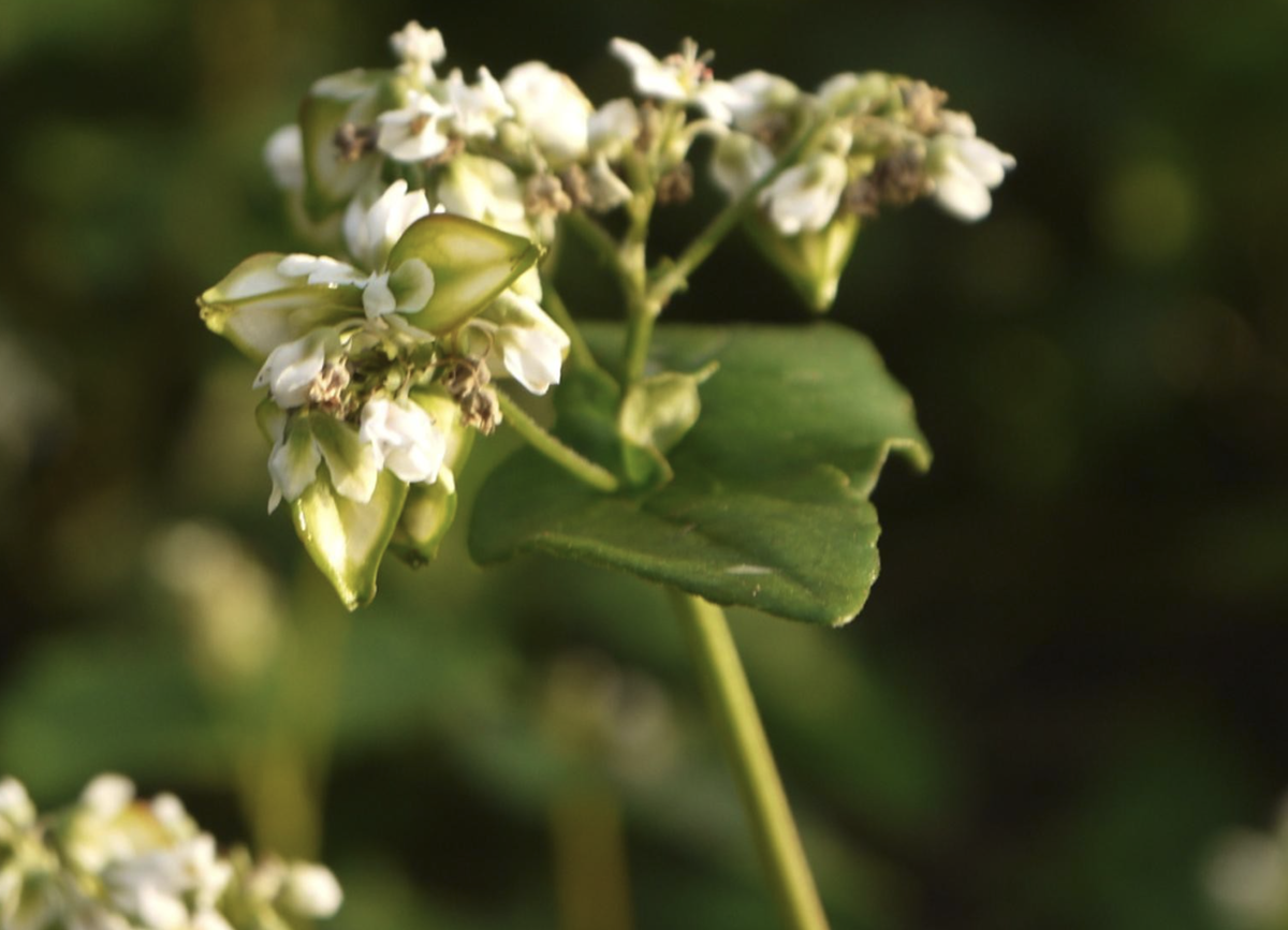 Вот растение, которое дарит нам гречневую кашу