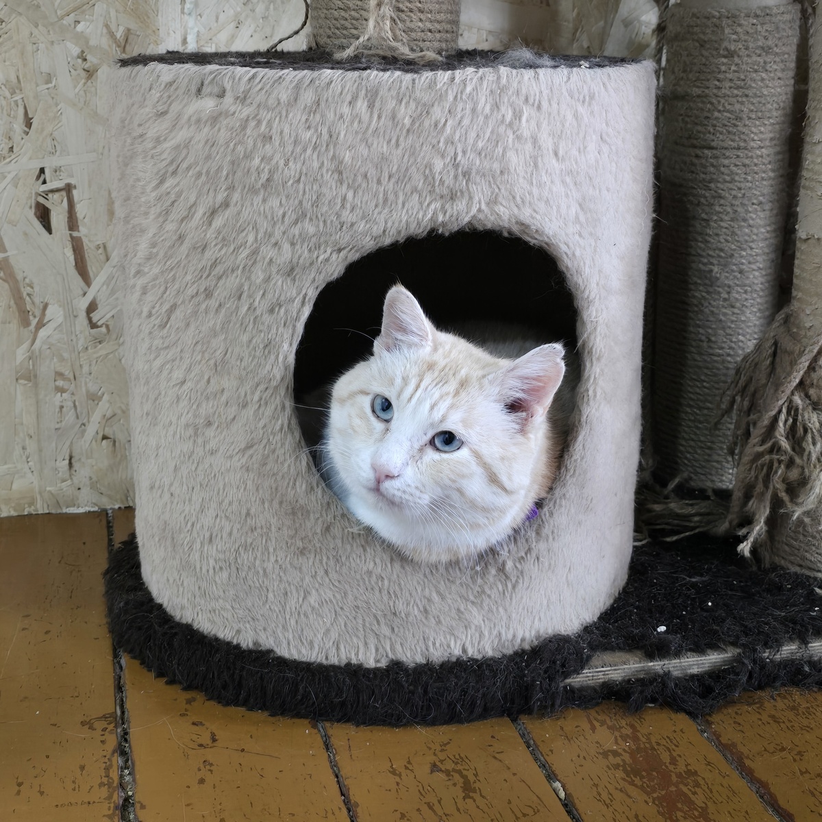 Голубые глаза смотрят сквозь серые стены приюта