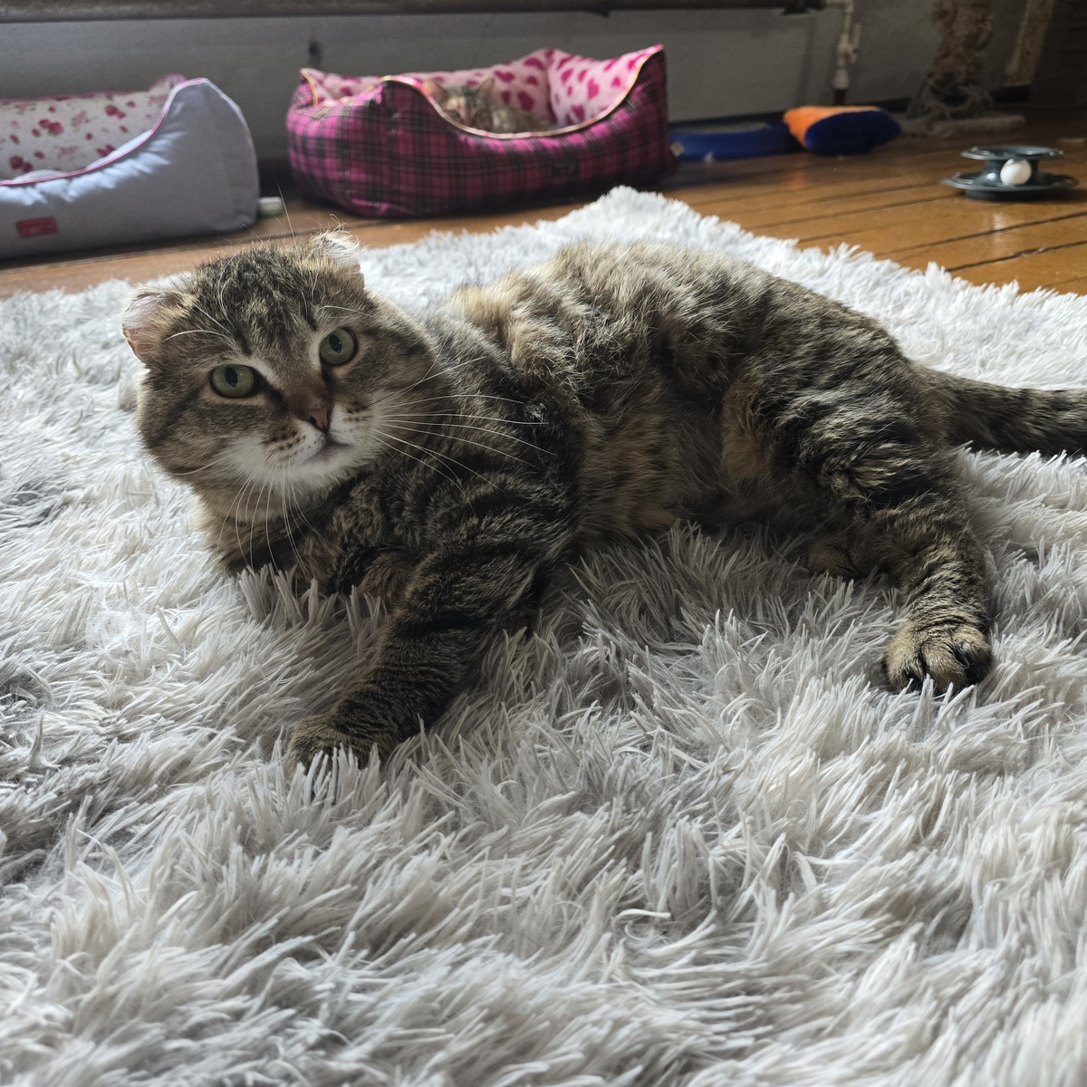 Дикий взгляд лесного кота за решёткой клетки