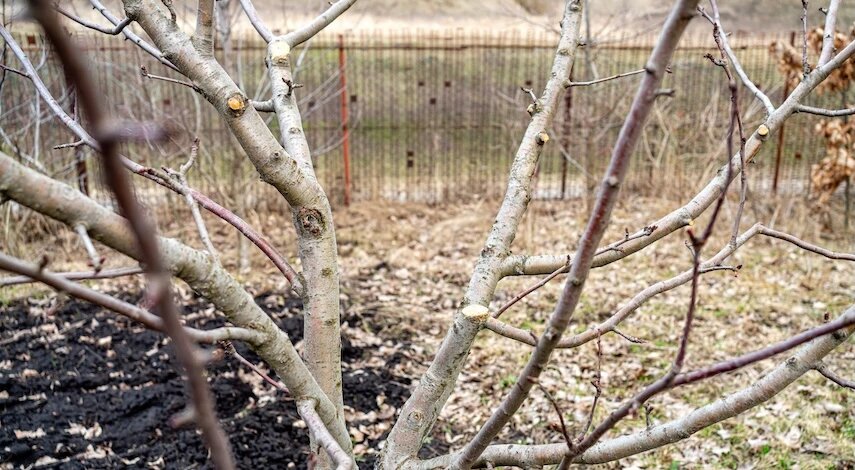 Если растения долго просыпаются после зимы: что делать и как быстро пробудить почки