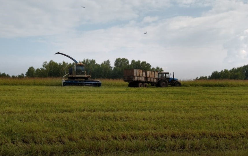 В Новосибирской области аграрии стали продавать свои земли и фермы