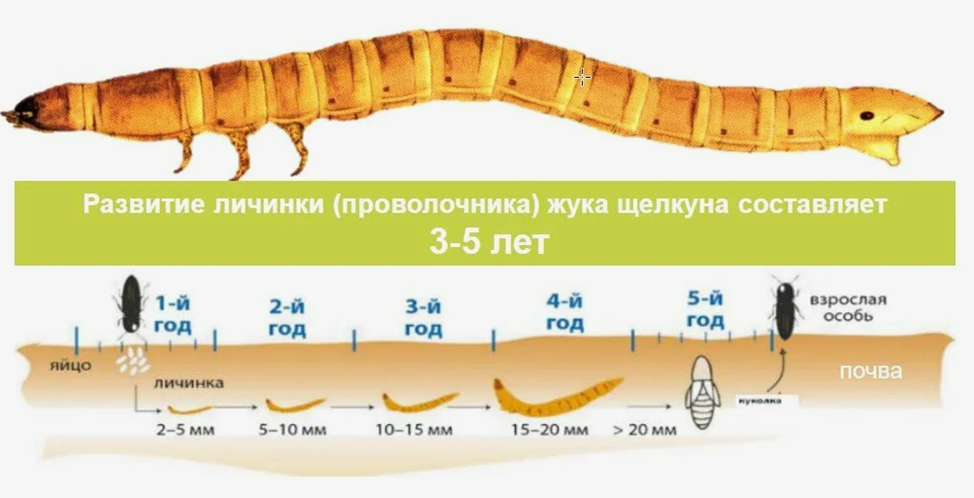 проволочник стадии развития