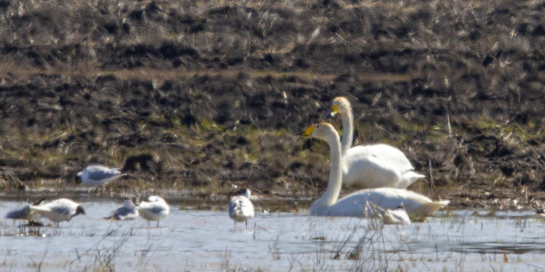 За Плеханова, на луже. 17.04.2026