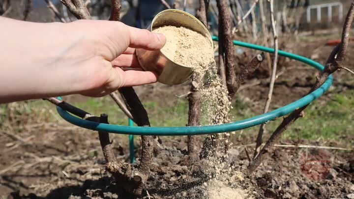 Все 3 подкормки смородины и крыжовника весной для большого урожая сладкой ягоды.