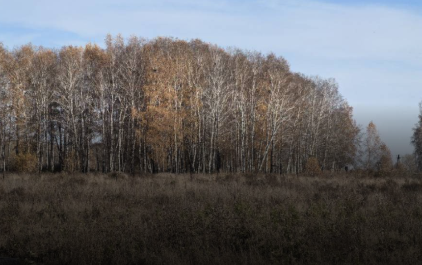 Вернуть государству: заросшие сорняками земли начали забирать у собственников в регионах России