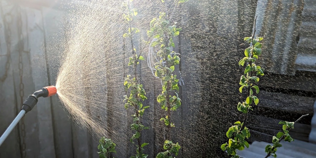 Чем обработать яблоню от болезней и вредителей весной когда распустились листья?