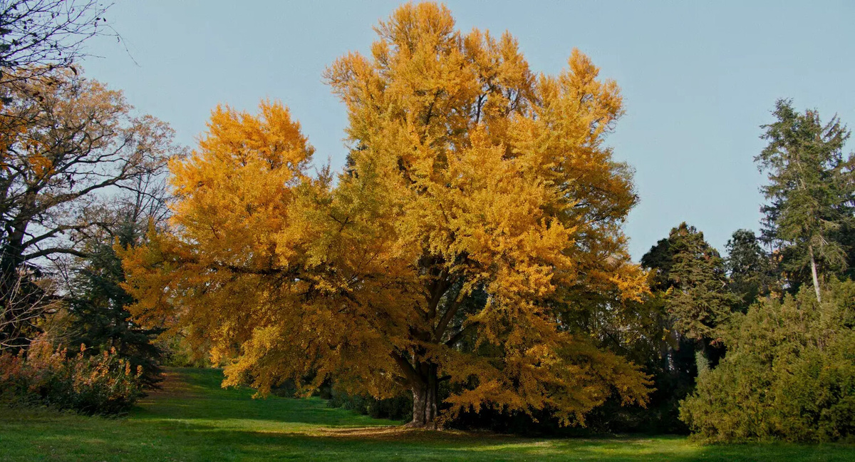 Кадр из фильма "Молчаливый друг".