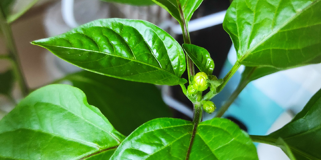 Нужно ли сейчас удалять бутоны у перца? (20 апреля)