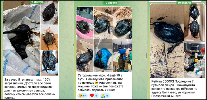    Птицы в мазуте стали поступать лавинообразно с 9 апреля. Скриншот с ТГ-канала "Жемчужная - реабилитационный центр"