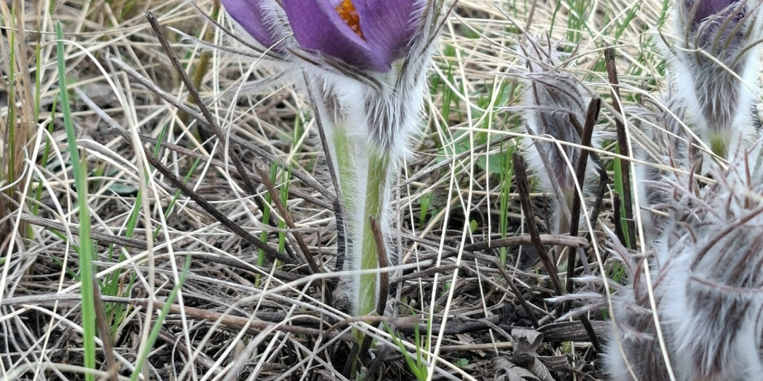 Погода в Башкирии в мае: холод, дожди и долгожданное потепление