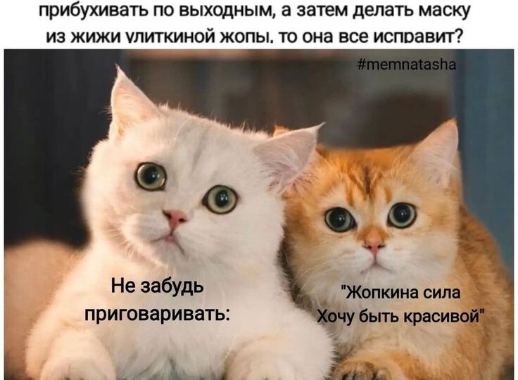 Мемы с котиками про Наташу