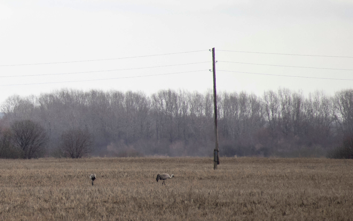 Серые журавли. Окрестности с.Кытманово, Алтайский край. Фото автора