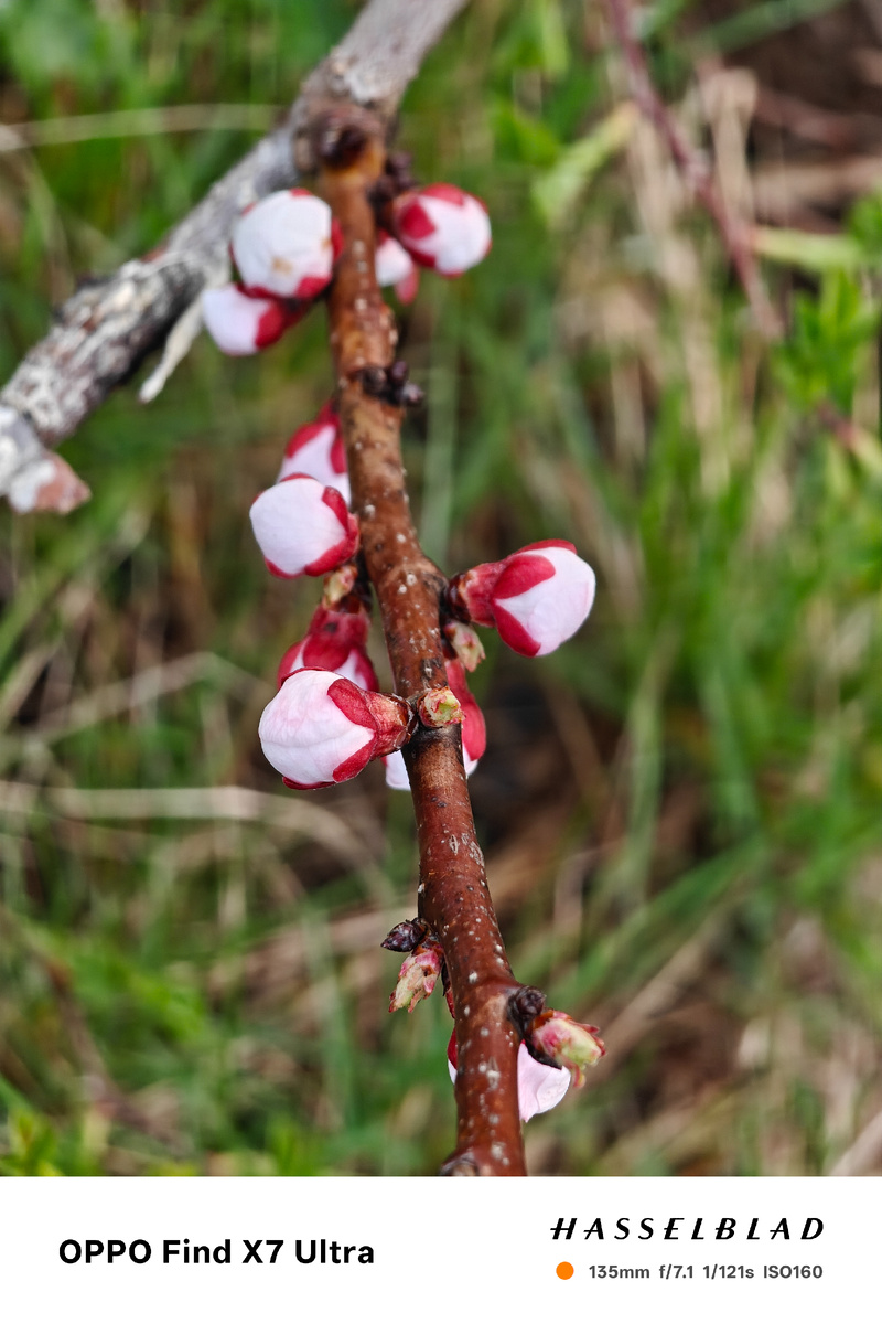 Абрикос, ну и что 2 дня простоит и 2 ночи продержится.