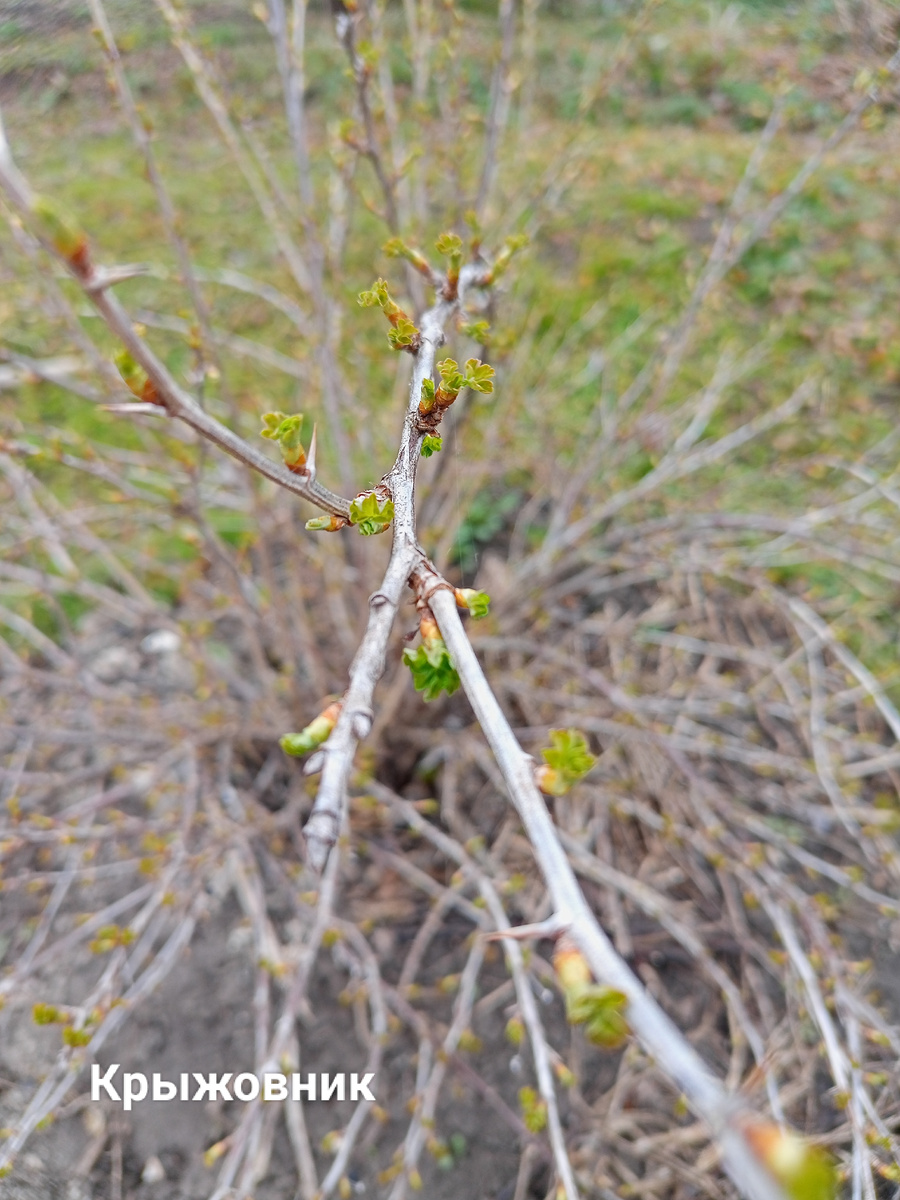 Фото автора канала "Волнушка"