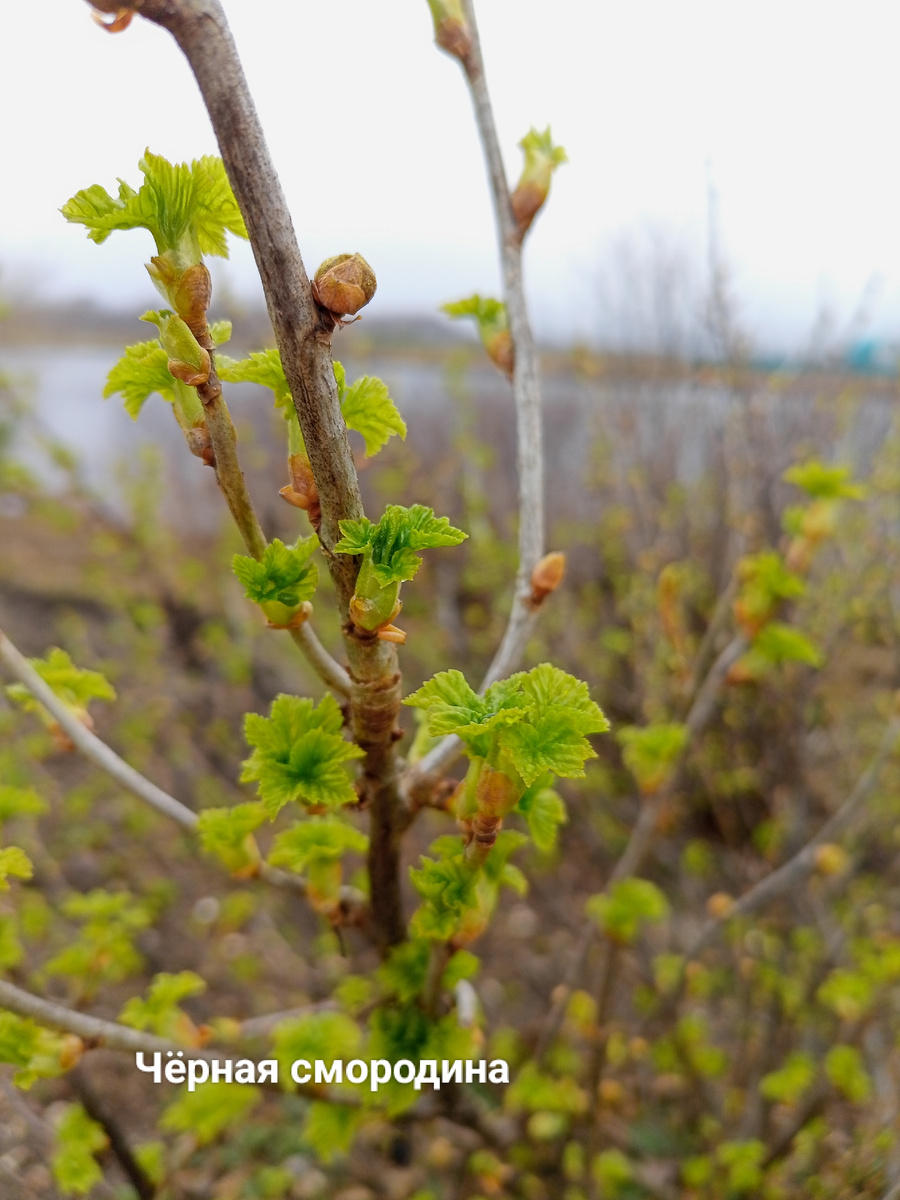 Фото автора канала "Волнушка"