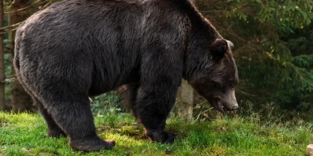 Медведя ликвидировали у базы «Восток» под Южно-Сахалинском 20 апреля