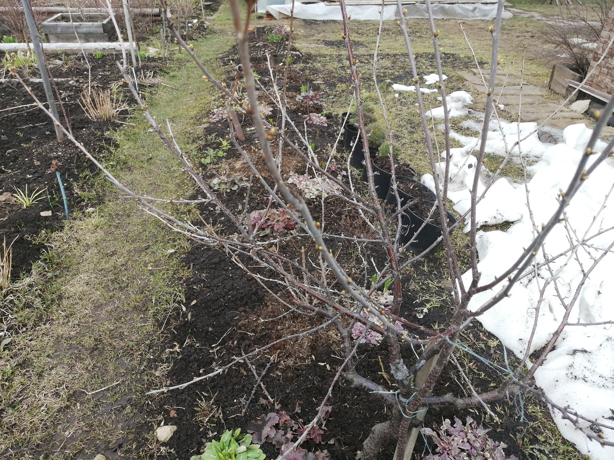 На фото видно, что была клумба вправо, сейчас засеяна газонной травой. Было разделение на две зоны отдыха. А со стороны дома, это были две симметричные клумбы, осталась одна, напротив зарастающей, её не видно с этой точки. 