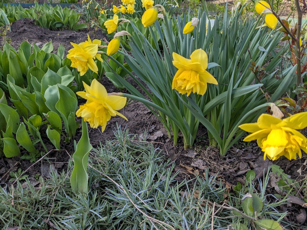Гвоздика перистая