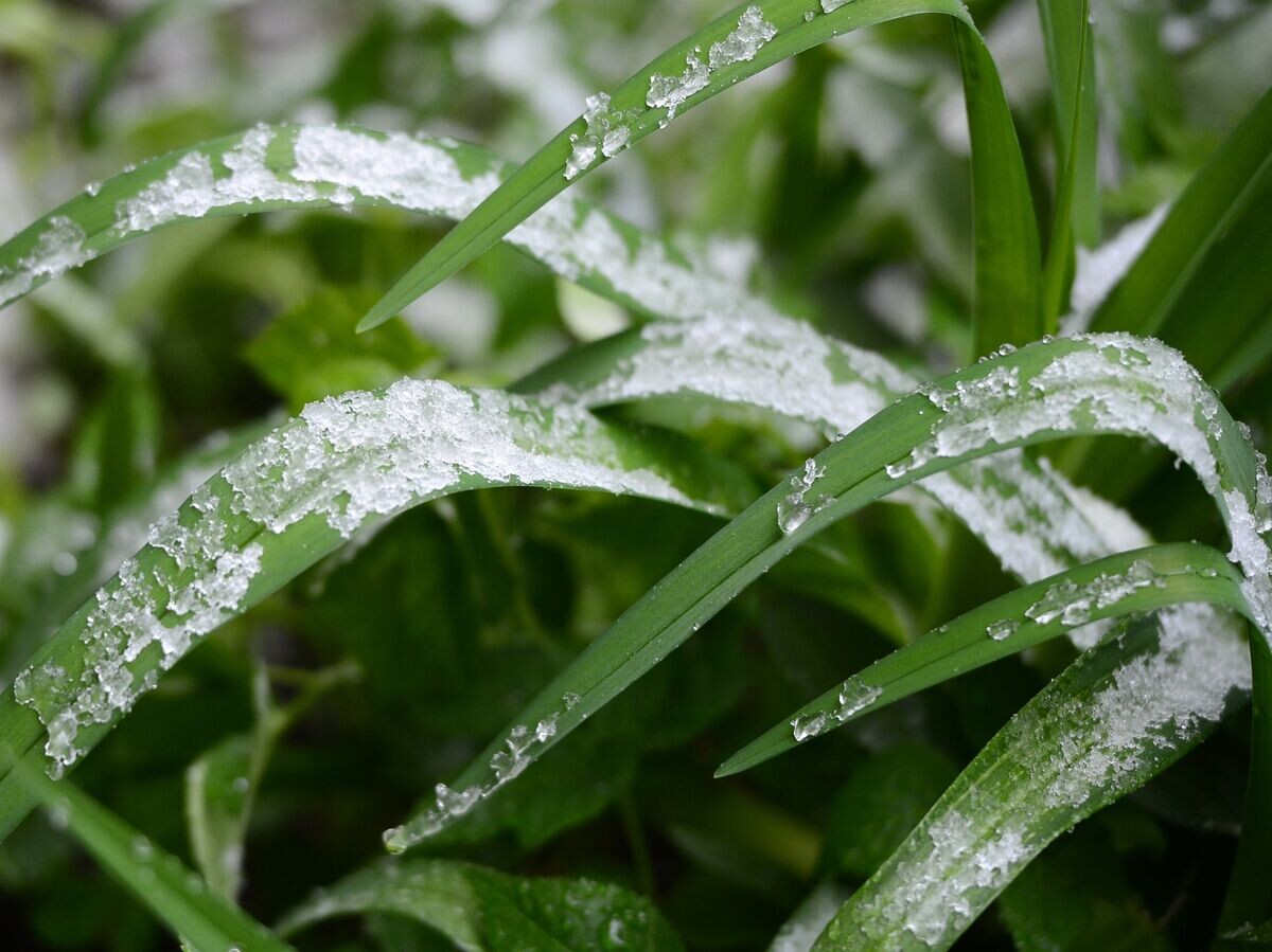    Мокрый снег | © РИА Новости / Владимир Сергеев