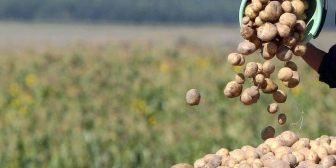 Аграрии этрапа Ак бугдай продолжают уход за посевами