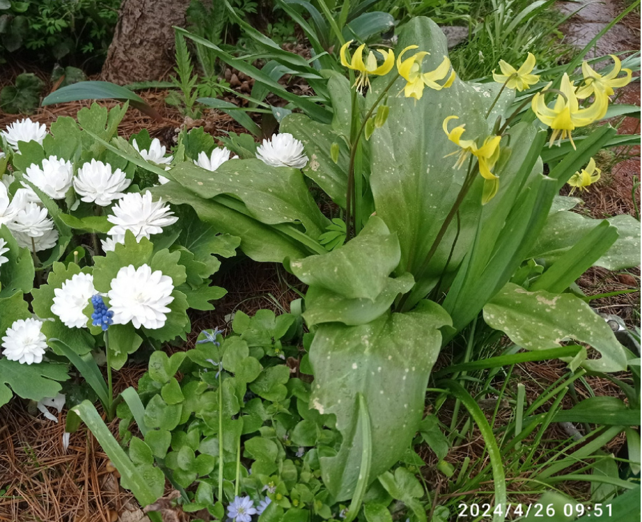 Кандык туолумнийский Пагода, фото автора