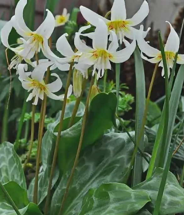 Кандык калифорнийский Уайт Бьюти, https://yandex.ru/images/search?from=tabbar&text=пагода%20кандык%20калифорнийский%3F