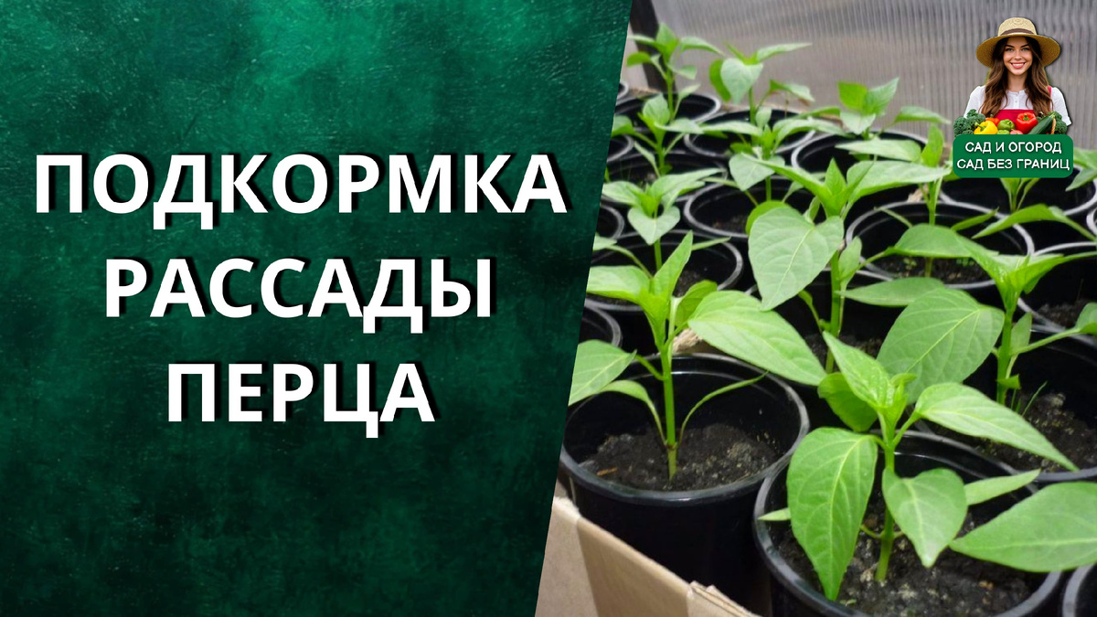 Подкормка рассады перца