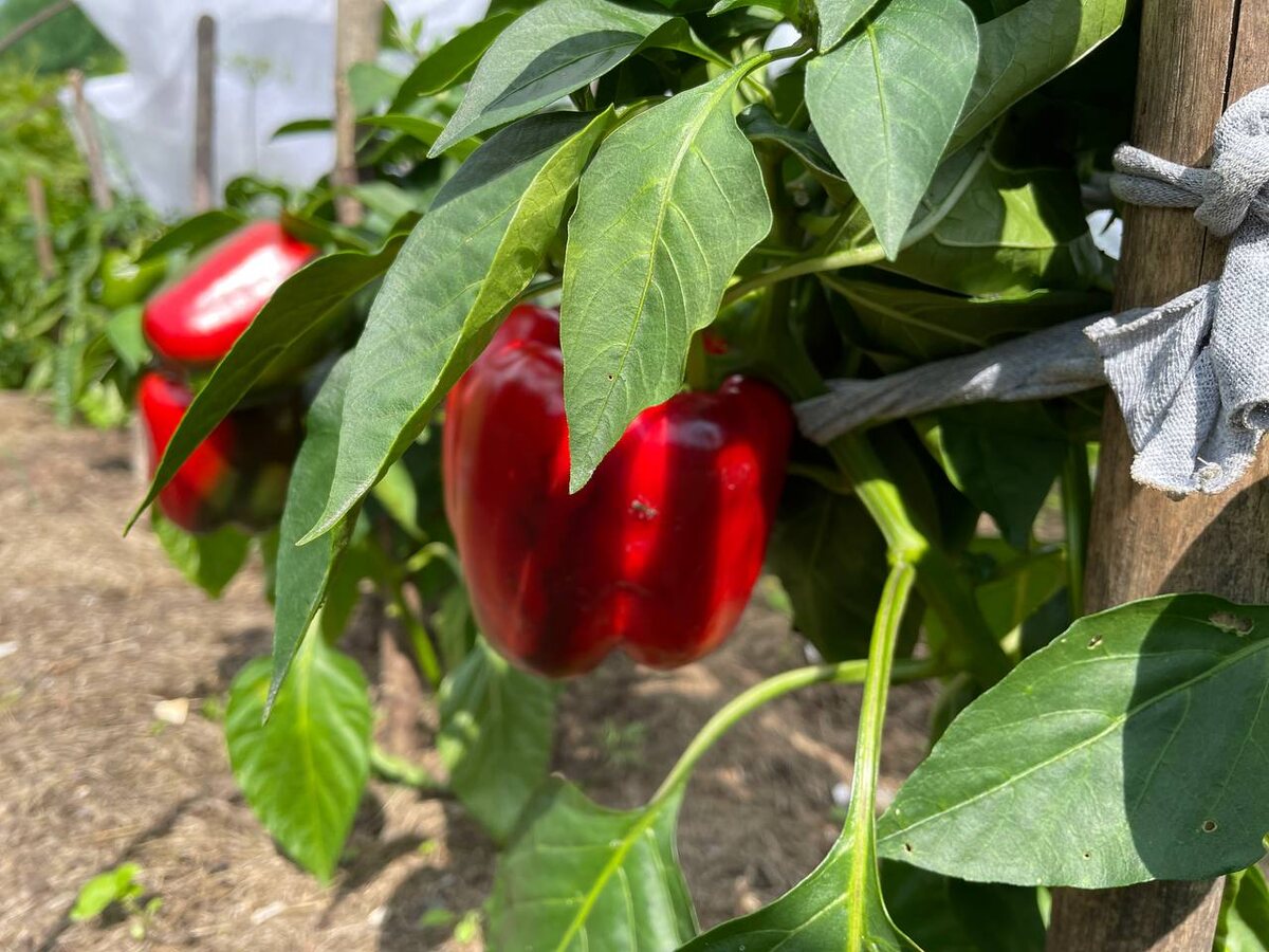 Урожай при таких трудозатратах мог бы быть лучше. ото автора 