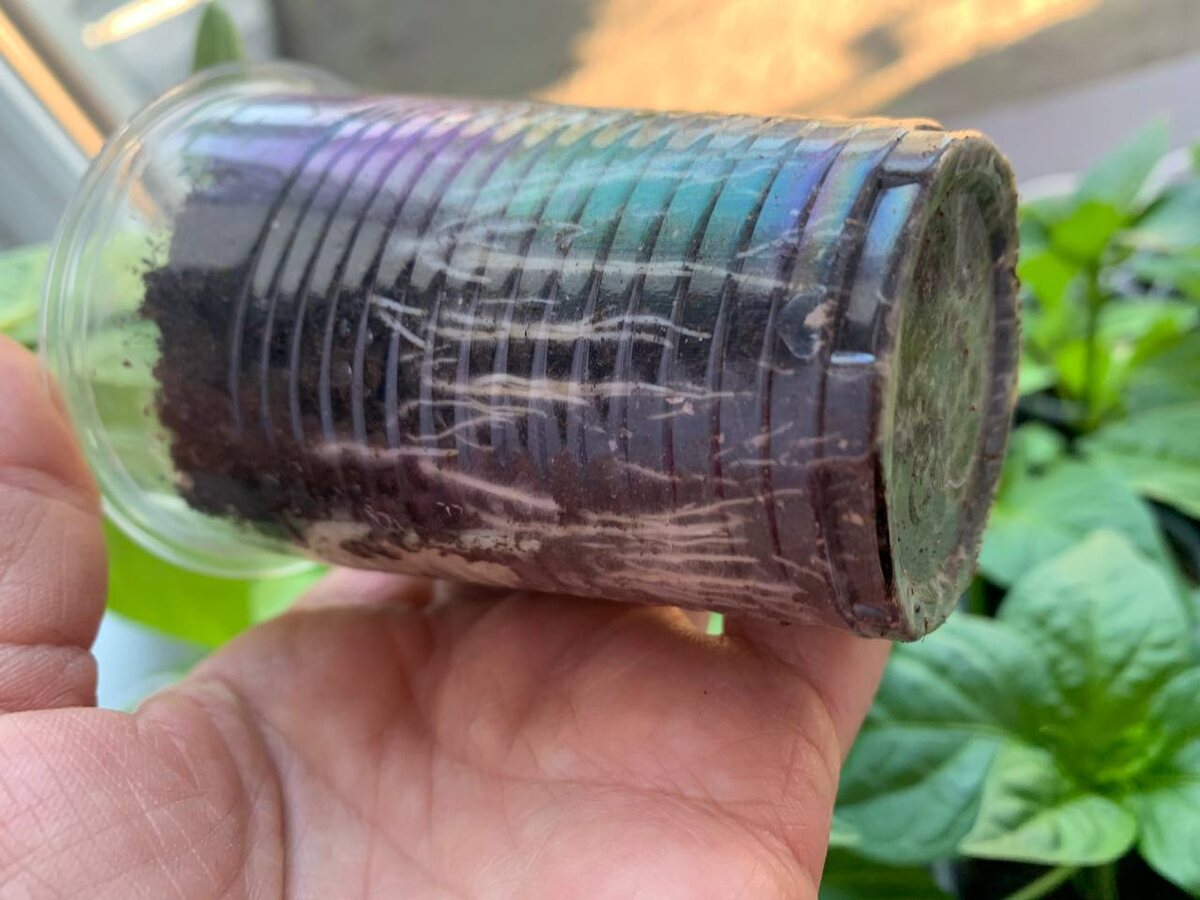 Перец требует срочной пересадки. Малый объем тормозит растение и состаривает его раньше времени. Фото автора