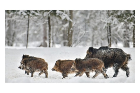 В нацпарке «Смоленское Поозерье» задержали подозреваемых в незаконной охоте