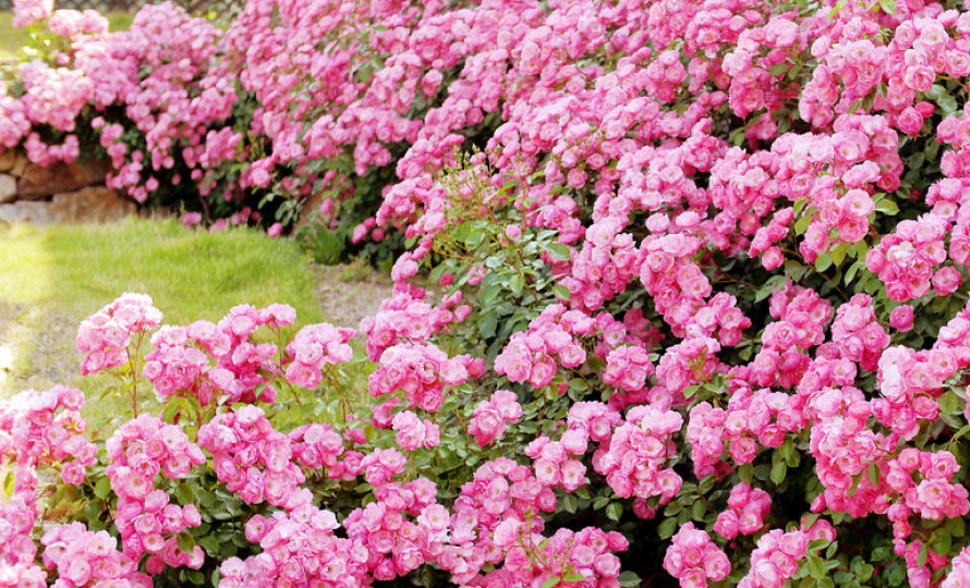 Всё о розах в одном месте ( подкормка, обрезка, защита)