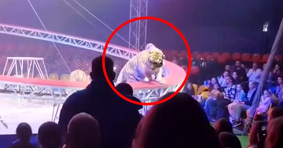 Фото: кадр из видео в соцсетях