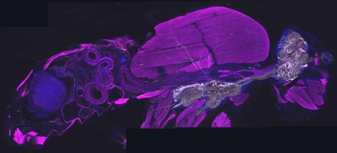 Двунаправленная ось мозг-жировая ткань тела предотвращает попадание патогенов