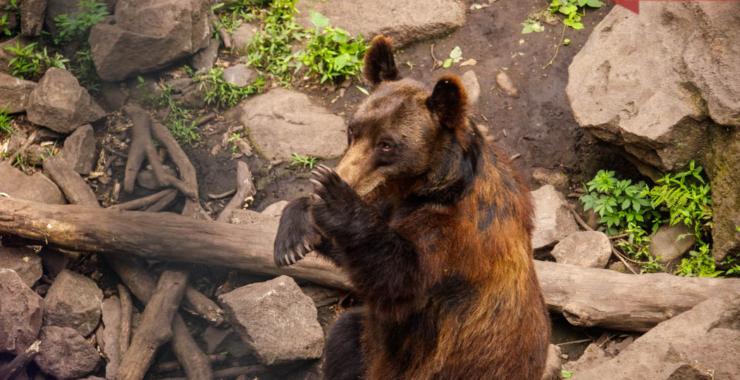 Охотник объяснил, почему нельзя спасать раненых животных