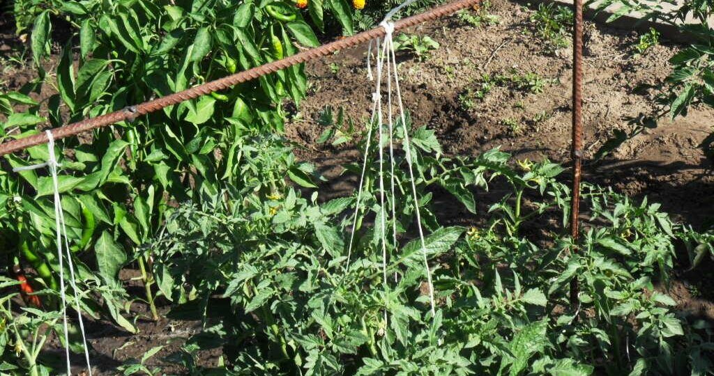 Томаты на высоте: 5 надёжных способов подвязки для здорового урожая