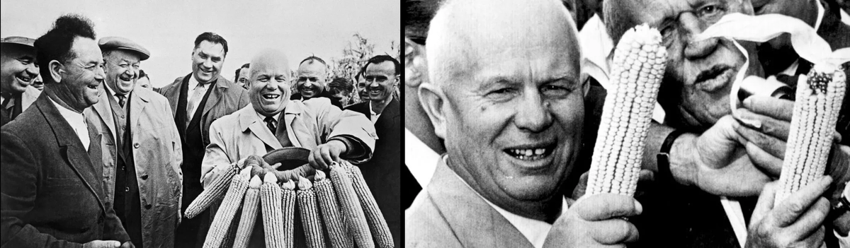 Знатная кукуруза у вас!