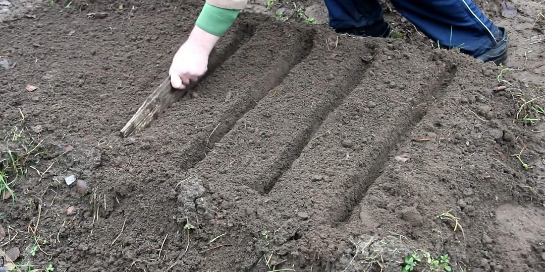 Морковный эталон: алгоритм подготовки грядки для ровных и сладких корнеплодов