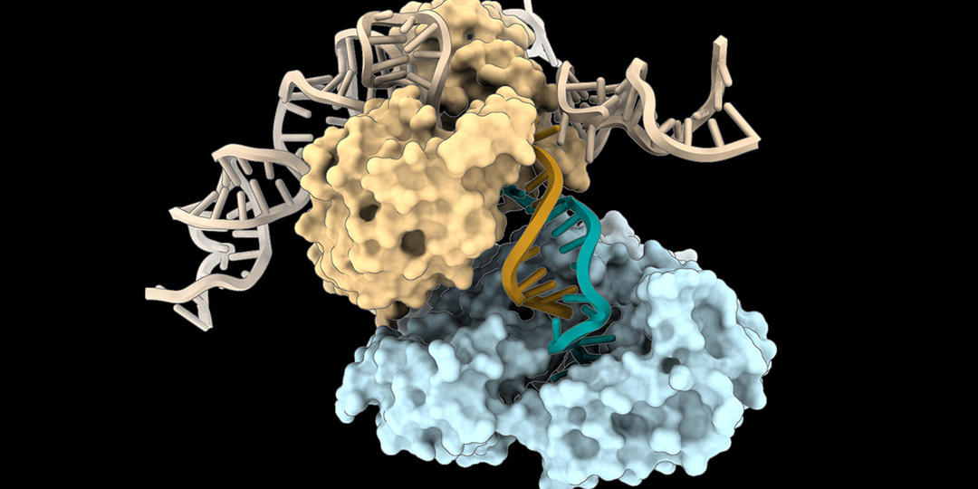 Ученые ошеломлены "принципиально новым способом" производства ДНК живыми организмами