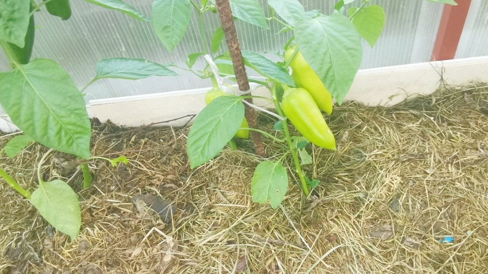 Мульча держит питание у корней — без неё удобрения уходят вниз мимо перца