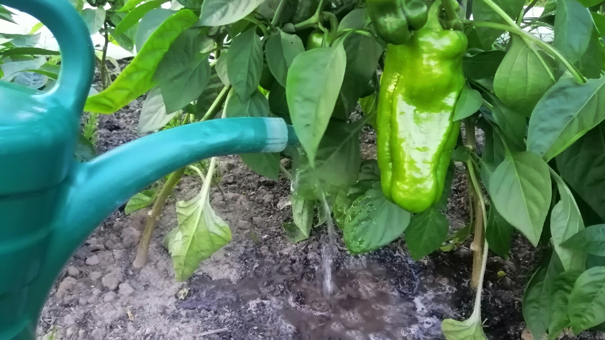 Первая подкормка — сразу после высадки, по влажной почве, не по сухой