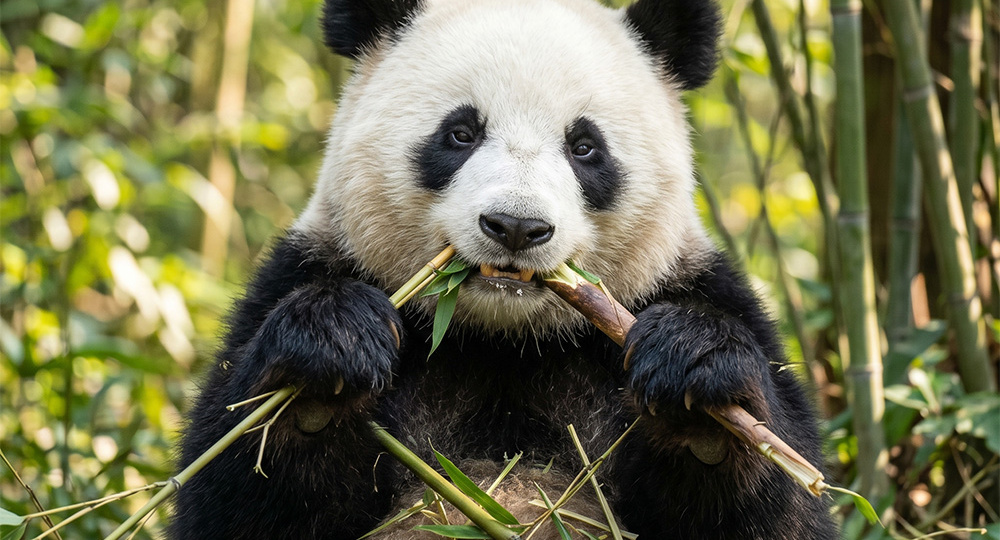 Проект «Китай 2026». Часть 4: Два идеальных маршрута, культурный код и ловушка апреля 🗺️🎋