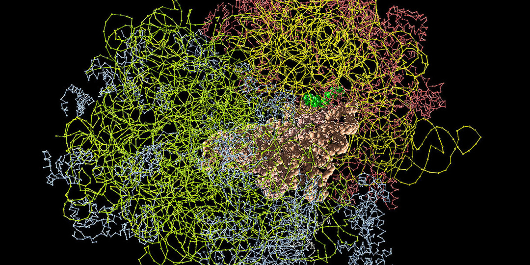 Различия в «белковых фабриках» клеток могут помочь объяснить разнообразие людей